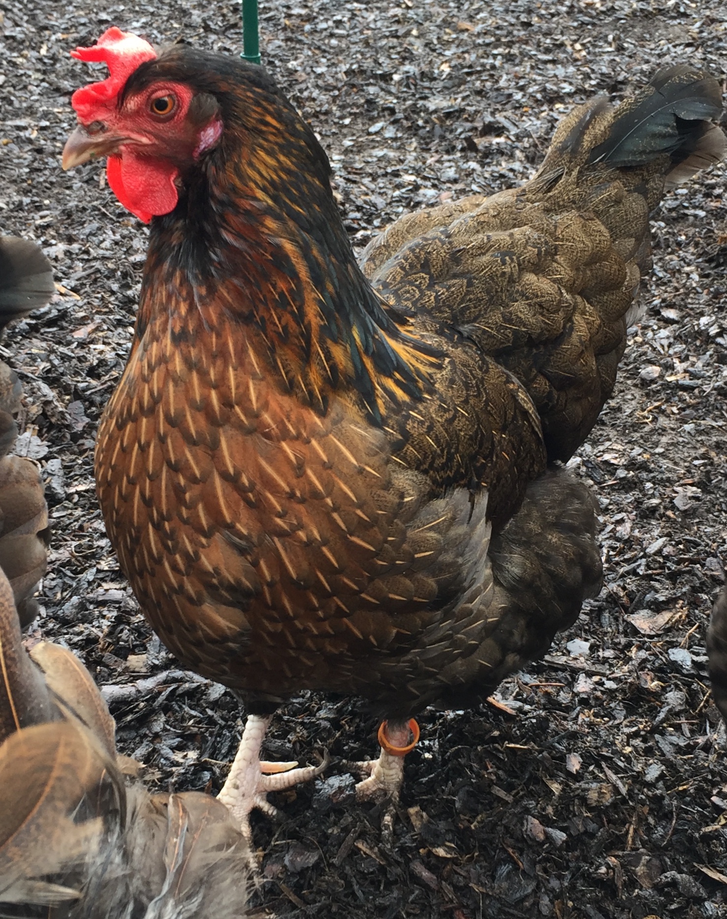 Dorking Chickens Poultry Pages