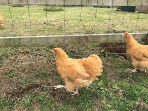 Buff Orpington Pullets