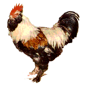 Faverolle Chicken