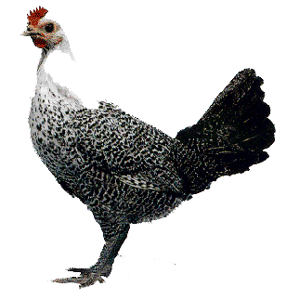 Fayoumi Chicken