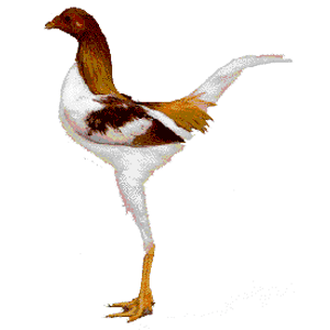Modern Game Chickens Standard Bantam Breed Profile