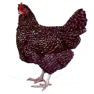 Marans Chicken