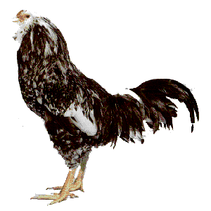 Orloff Chicken