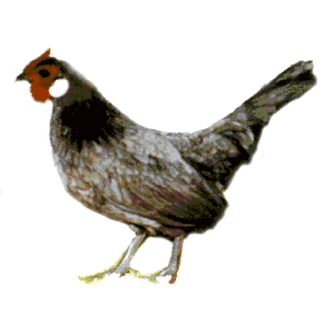 Rosecomb Chicken