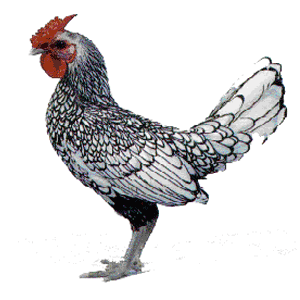 Silver Sebright Chicken