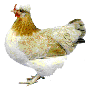Sulmtaler Chicken