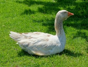 American Buff Goose