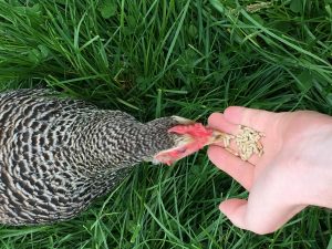 chicken feeding from hand