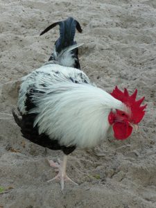 dorking rooster