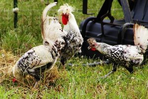 appenzeller chickens