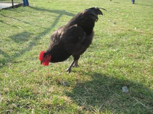 Black Star Chicken