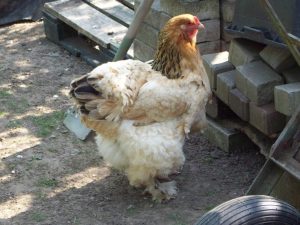 Brahma chicken