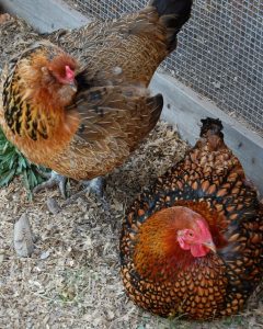 Campine hens