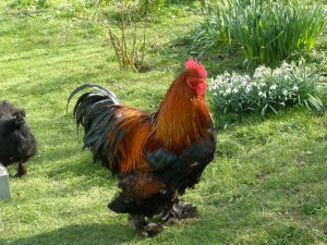 cochin rooster