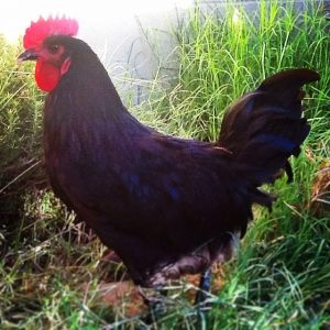 Australorp