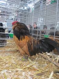 bearded d'anvers hen