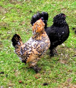 bearded d'uccle hens
