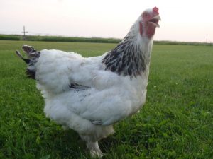 Brahma Hen