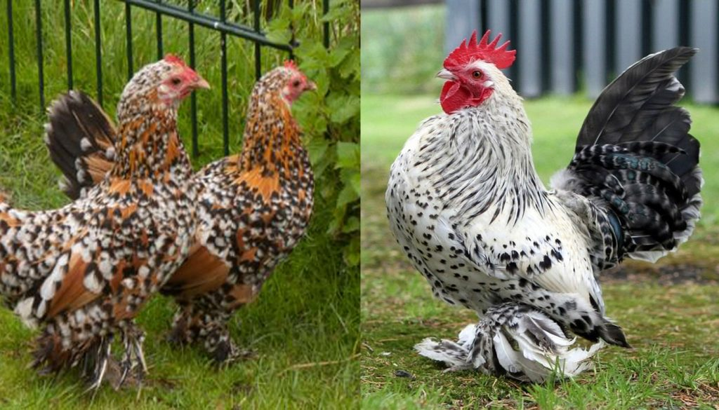 Booted Chicken