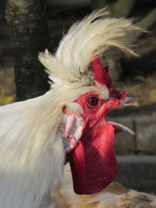 appenzeller spitzhauben rooster