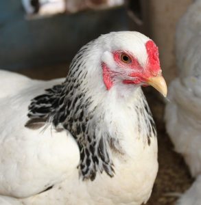 Brahma hen white black