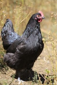 Australorp