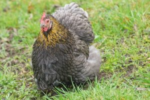 cochin hen