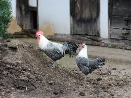 Brakel chickens