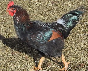 Barnvelder chicken rooster