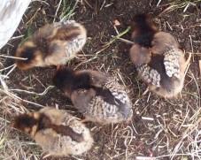 Barnvelder chicks