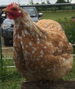 cochin bantam pekin