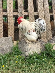 cochin rooster