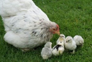 cochin chicken with chicks