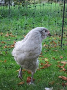 Araucana chicken