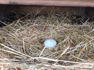 blue chicken egg