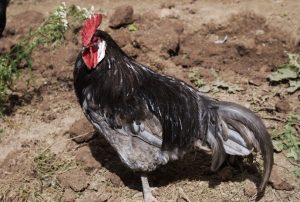 Andalusian Rooster Cockerel