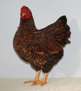 Golden laced Wyandotte Chicken