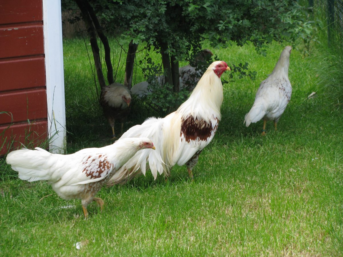 yokohama-chicken-is-this-the-perfect-breed-for-you