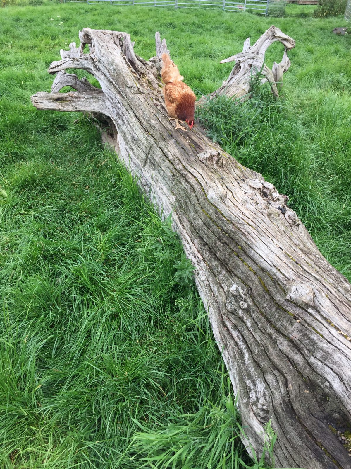 Chicken Feed Explained When And What To Feed Your Chickens