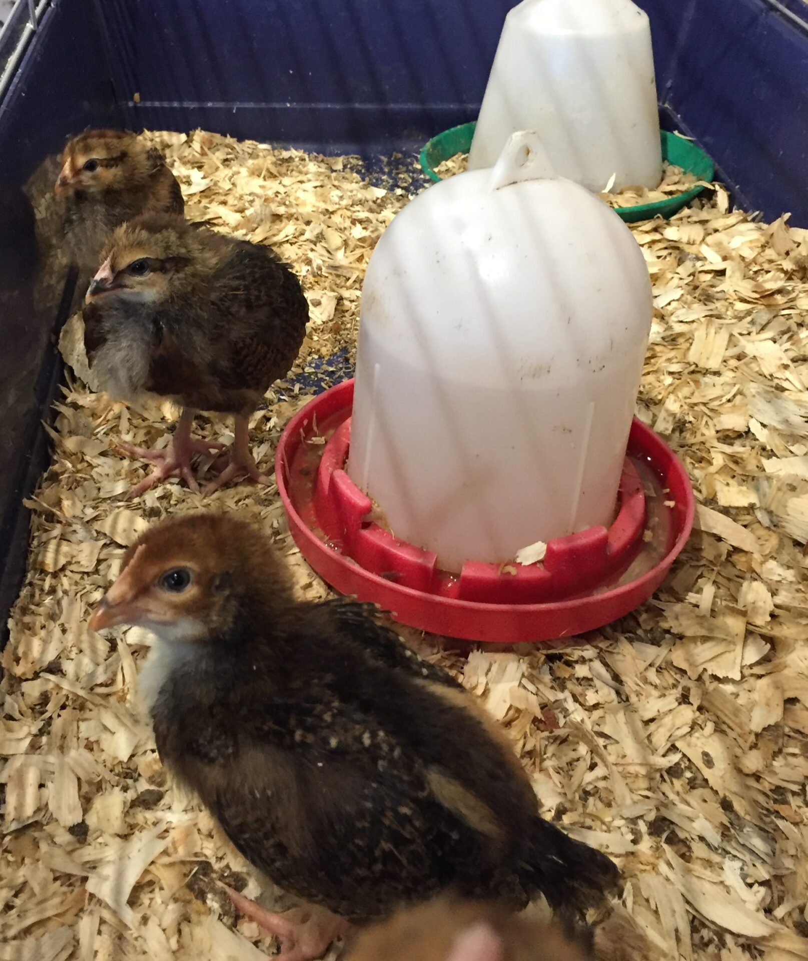 Dorking Chickens