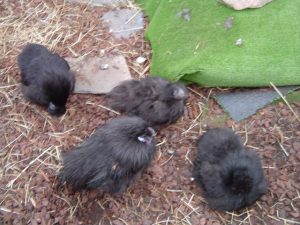 black silkie chicks