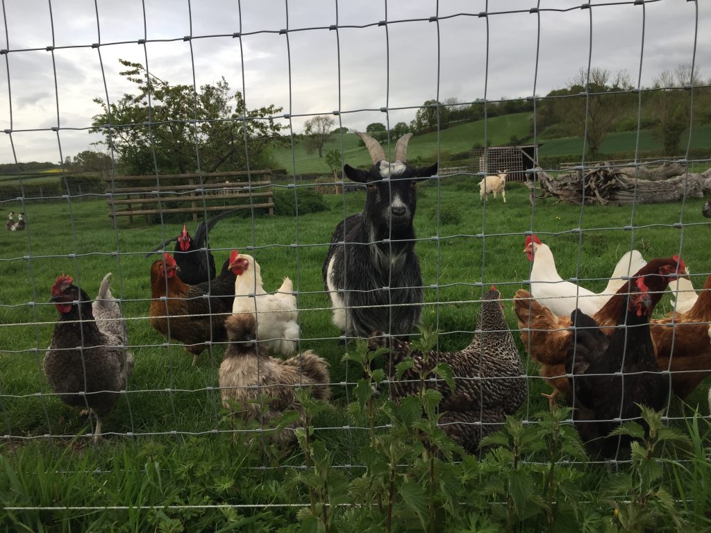 Silkie chicken free range