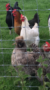 Gray silkie chicken