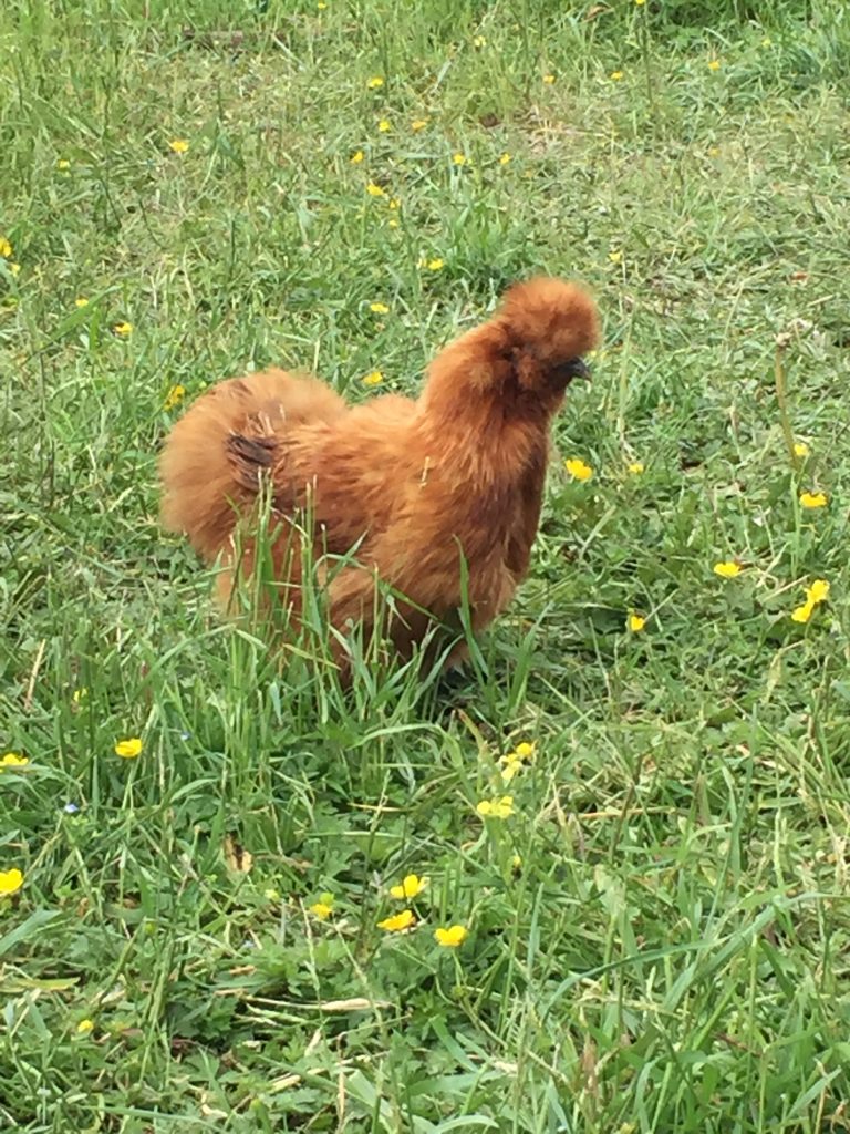 silkie hen