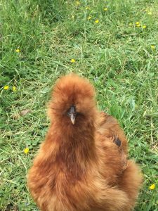 silkie hen