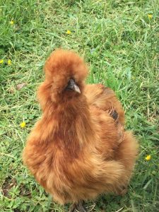 silkie chicken color buff