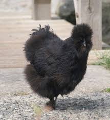 black silkie chicken