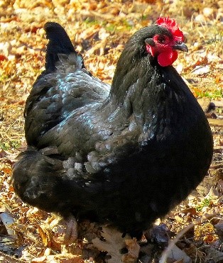 jersey giant chicken rooster