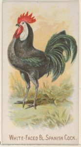 spanish chicken poster white faced