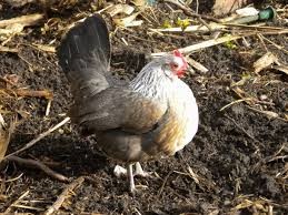 Dutch bantam chicken